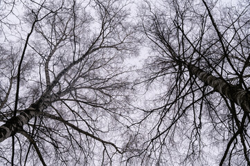 Obraz premium Tree branch. View from below on tree branches in winter. Trees silhouette in sky. Nature forest background.