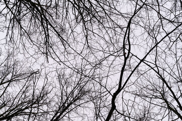 Tree branch. View from below on tree branches in winter. Trees silhouette in sky. Nature forest background.
