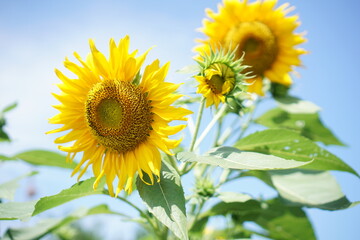 Beautiful sunflower in the garden