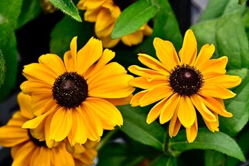 Yellow Rudbeckia 'Goldilocks' flowers