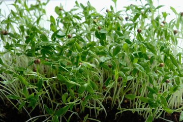 Cilantro microgreens with coriander seed attached. Macro