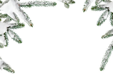 Branches of christmas tree ( spruce ) covered of hoarfrost and snow in winter on a white background with space for text