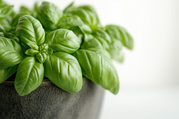 Fototapeta premium Selective focus fresh basil in pot isolated on white background, Green edible leaf for cooking ingredient in gardening pot.
