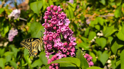 blooming purple lilac with colorful butterfly 