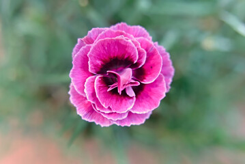 beautiful macro of colorful carnation in the foreground