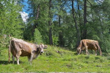 Obraz premium Vacas pastando en un prado, Sudtirol, Italia