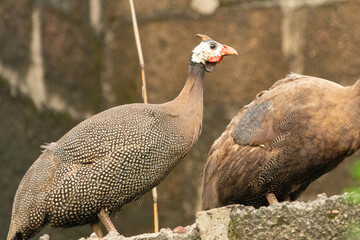 helmeted guineafowl, Numida meleagris, Nigeria