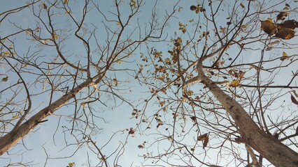 Beautiful Branch from Down of Tree