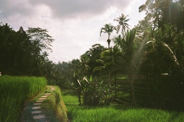 Tegallalang rice terraces