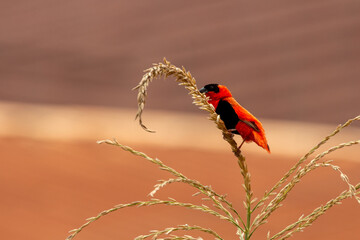 Northern red bishop or orange bishop, Euplectes franciscanus, Nigeria