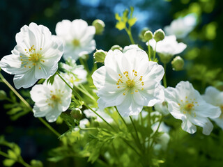 Wild white flowers blooming during the summer season