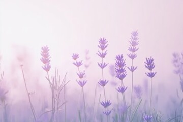 Naklejka premium A serene field of lavender flowers bathed in soft light, evoking calm and tranquility.