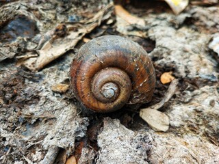 Old snail shell on mud