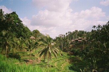 Obraz premium Tegallalang rice terraces