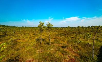 Obraz premium Viru Raba swamp lake in Estonia.