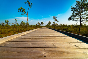 Wooden platform on the Viru Raba swamp lake in Estonia.