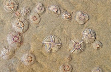 Jellyfish on the beach under the sunlight.