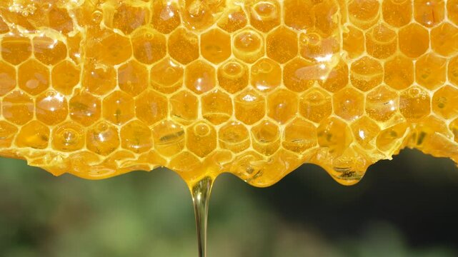 Honey dripping from honey comb on nature background, close up. Fresh honey dripping from the honeycombs. Healthy food concept and diet