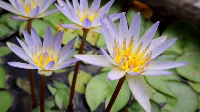 Close up of Beautiful lile tropical flowers, nymphaea Micrantha or water lily in botanical garden,white lotus flower