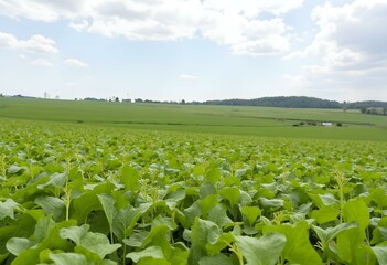 Soybean field ripening at spring season, agricultural landscape.