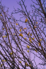 branches with yellow apples against  winter sunset blue sky