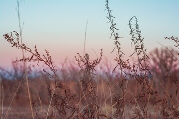 Obraz premium autumn herbs on cold winter sunset landscape background