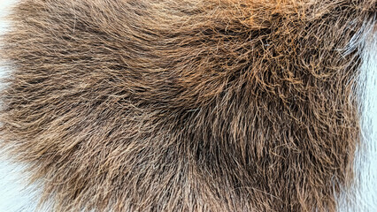 A detailed close-up of brown and white animal fur showcasing its natural texture and color gradient.