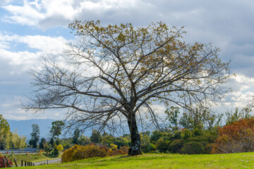秋の空に佇む一本の木