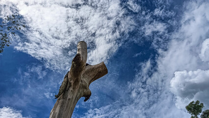 A striking image of a weathered tree trunk reaching up into a dynamic sky filled with textured...