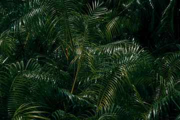 fern leaf in the forest