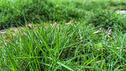 A detailed close-up image of vibrant green grass under natural sunlight, showcasing its fresh texture and lively appearance.