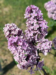 branch of purple blooming lilac in sunlight