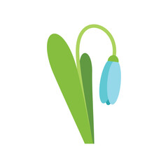 Single snowdrop flower is blooming with green leaves on a white background