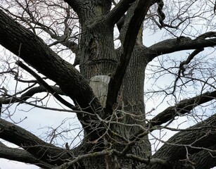An old oak tree with a thick trunk and bare branches stretches towards the sky, covered with gray...