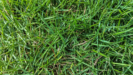 A detailed close-up image of vibrant green grass under natural sunlight, showcasing its fresh texture and lively appearance.