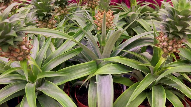 A green palm succulent, perfect for eco-friendly homes and indoor air purification. Ideal for concepts of sustainable living, houseplant decor, and healthy interiors