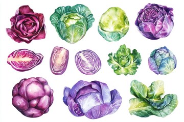 A vibrant arrangement of various types of cabbages, showcasing their intricate textures and colors in a colorful, artistic style.