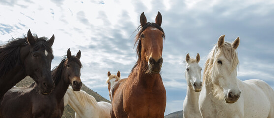 ranch horses in the american west