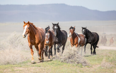 ranch horses in the american west