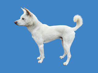 White Jindo dog on blue background