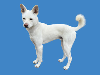 White Jindo dog on blue background