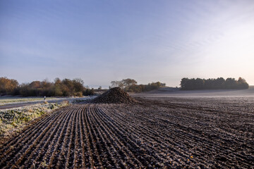 Rüben zur Miete abgelegt am Ackerrand