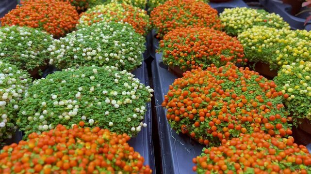 Nertera granadensis, coral bead plant and pin-cushion plant coral moss, English baby tears as a concept of eco plants for home. Eco friendly life with indoor plants. Orange, white berries green moss
