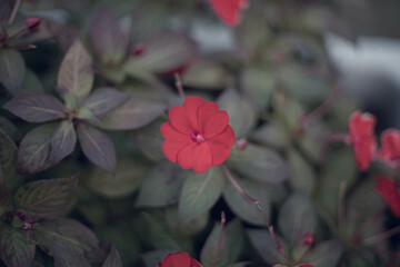 鮮やかな赤の花