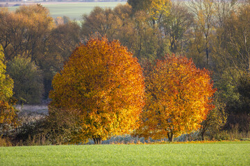 Zwei Bäume im Herbst mit schöner orangener Färbung