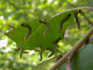 Multiple small green caterpillar munching  on a leaf in natural pesticide free organic garden 