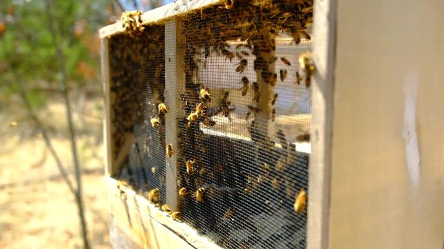 Hand held shot of bees buzzling inside delivery box or cage after most of them get inside new beehive following queen placed in it