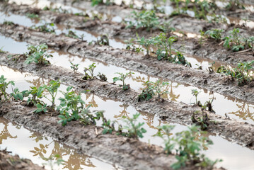 Potato with water among rows. Flooded potato field after heavy rains, problems of much water