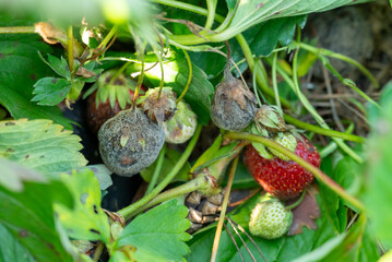 Spoiled rotten strawberry in the garden. Mold on strawberry berries, fungus on harvest because of...