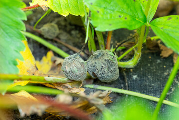 Two strawberries in mold. Completely rotten strawberry, fungus on berries, moldy strawberry on plantation